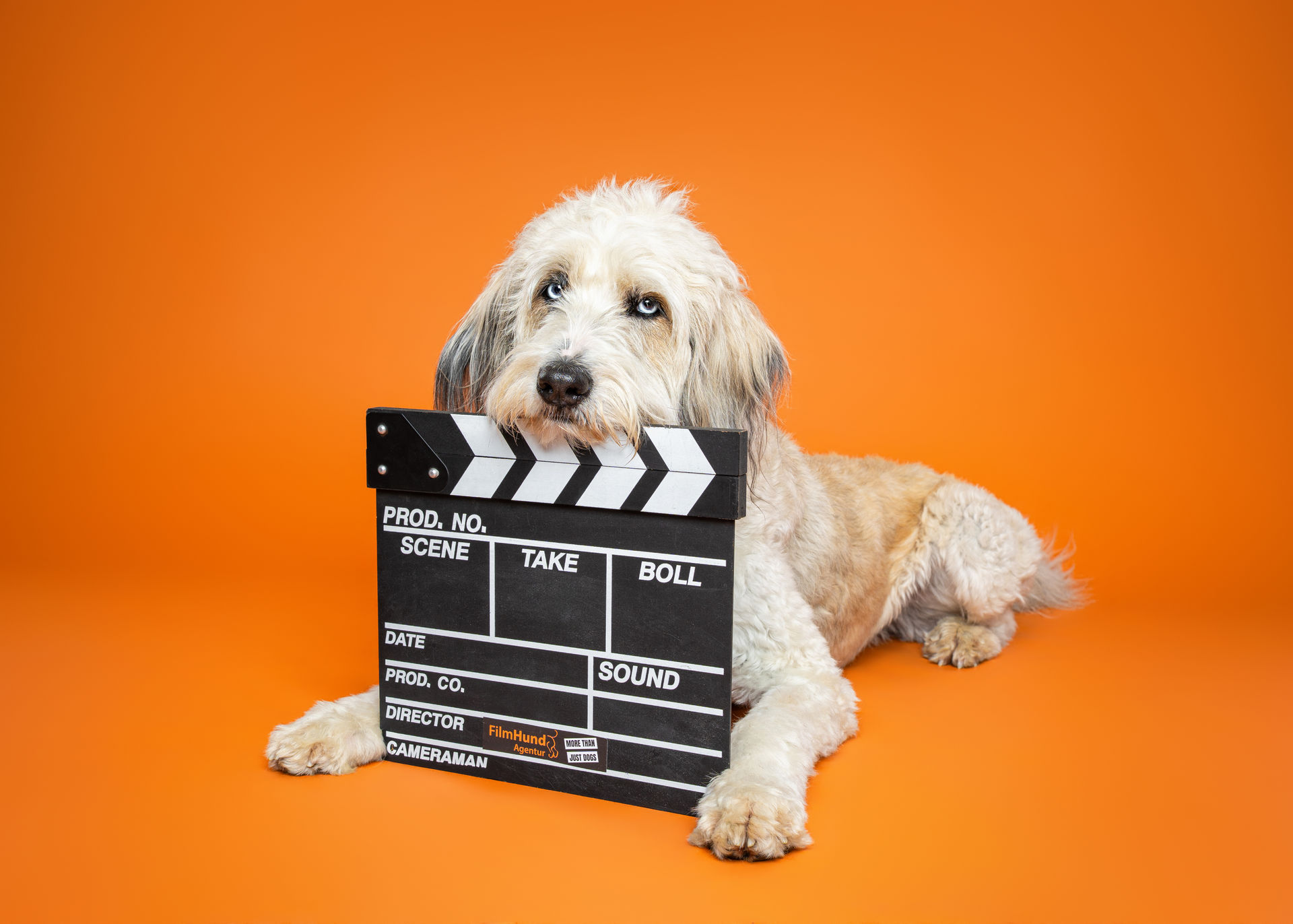 Filmhundeshow